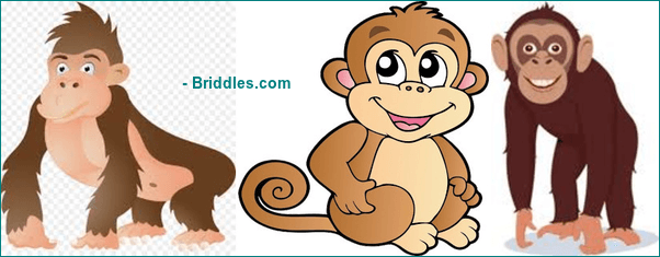 Chimpanzee Monkey And An Ape Riddle