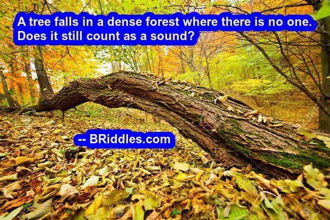 Perception Sound Forest Brain Teaser