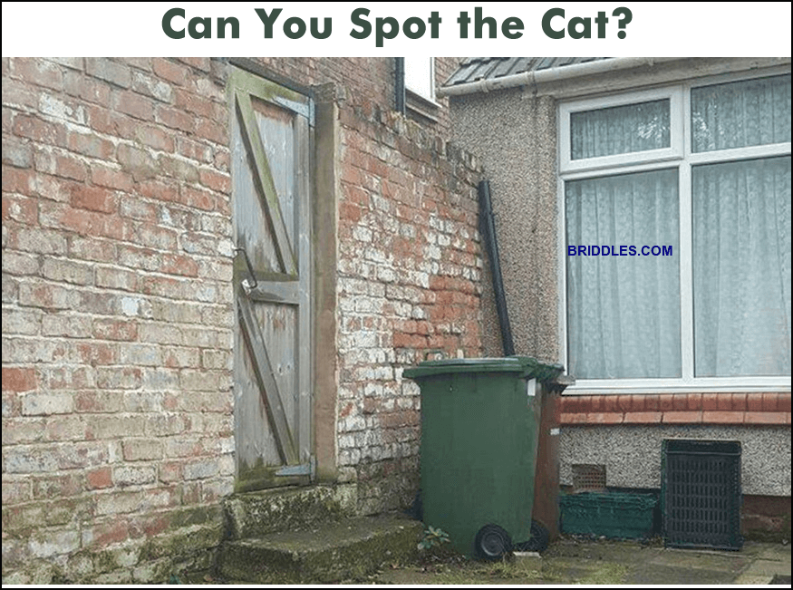 Spot The Cat Brain Teaser