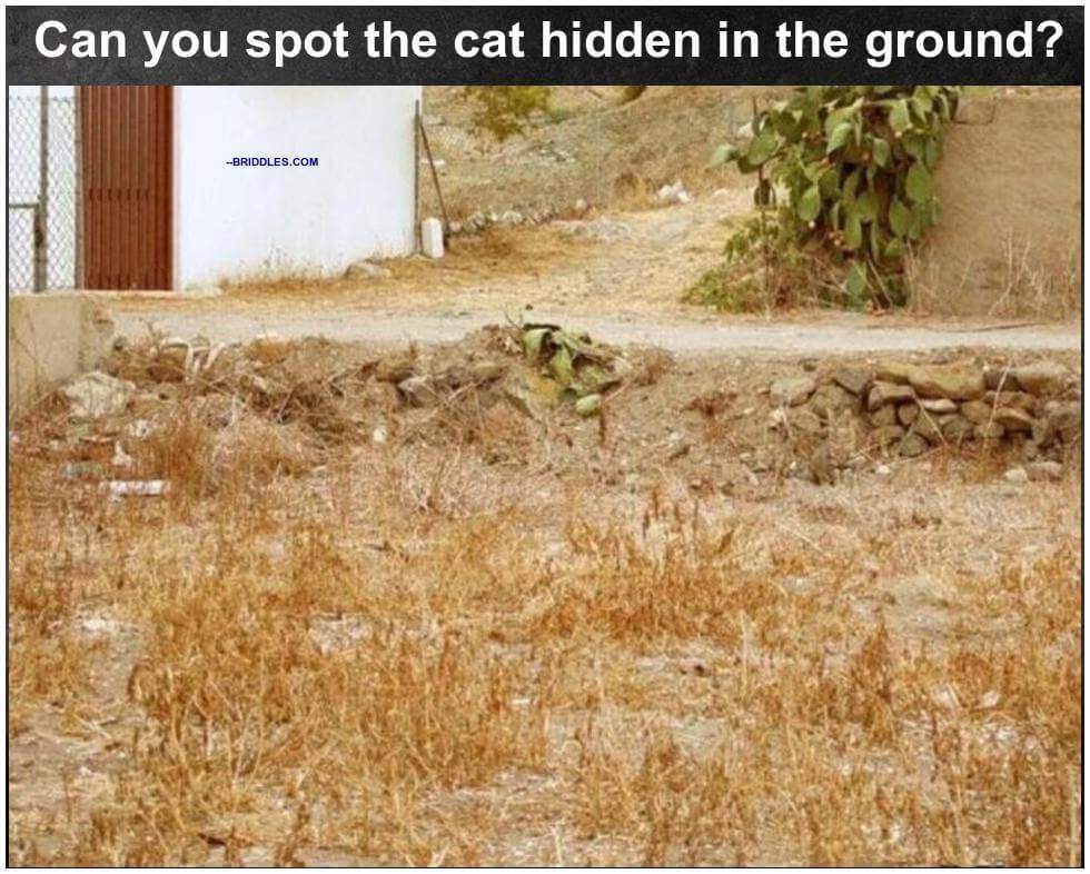 Spot The Hidden Cat In Ground Puzzle